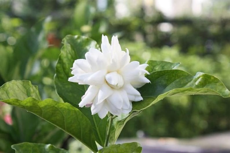 Jasmine sambac Grand Duke Supreme Etsy
