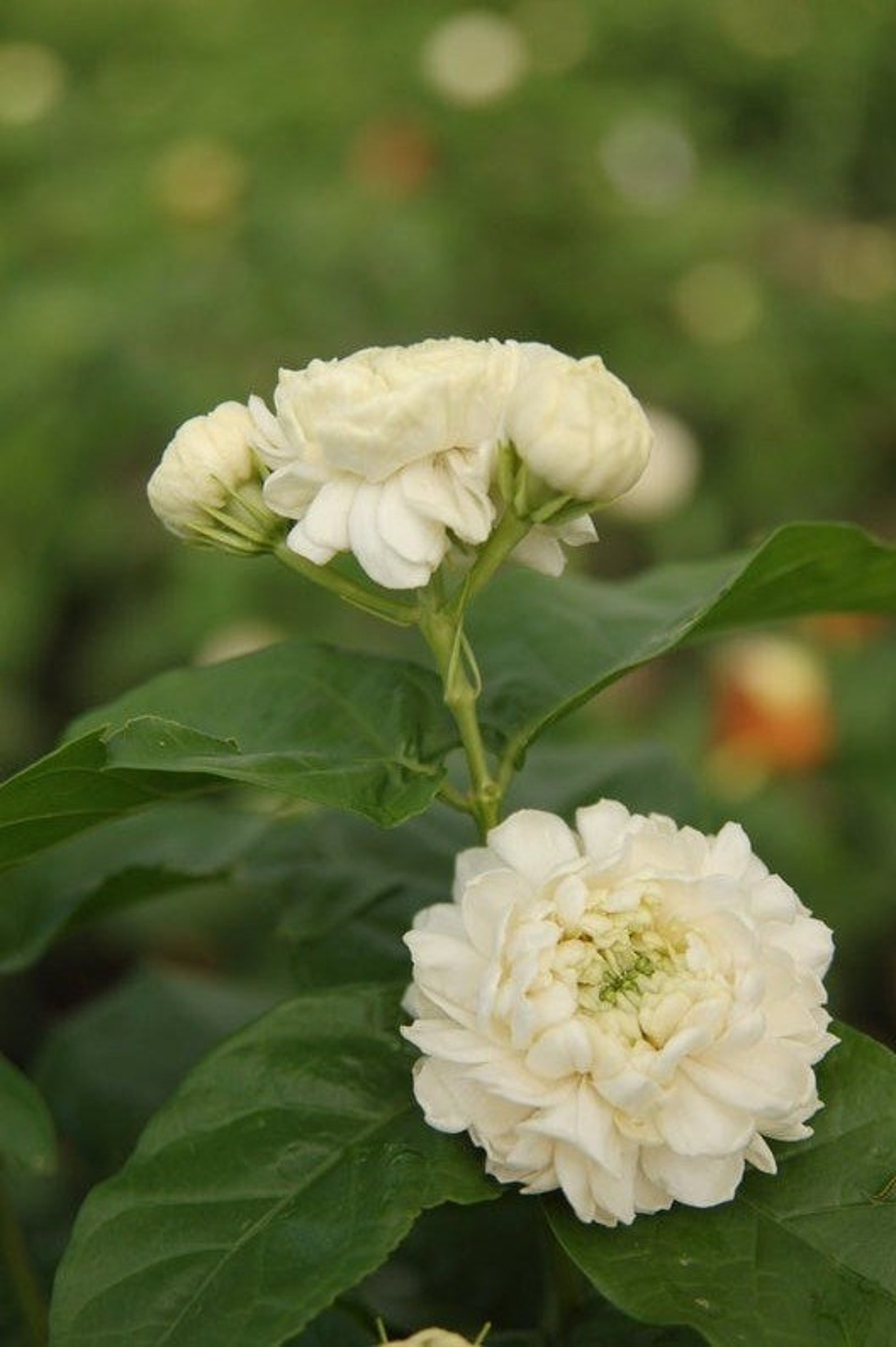 Jasmine sambac Grand Duke Supreme Etsy