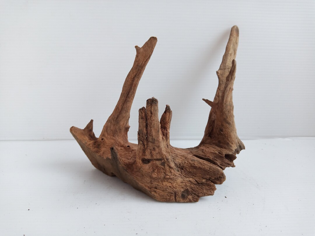 Aquariumready Driftwood Boiled and Safe for Your Fish Tank D25 Etsy
