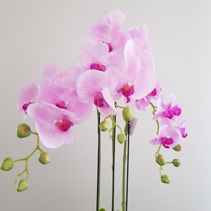 May include: Pink orchid plant with multiple stems and green leaves in a pot. The orchid flowers are pink and white with a magenta centre.