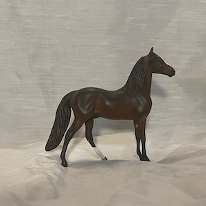 Gorgeous custom bay Peter Stone Chips Morgan Horse