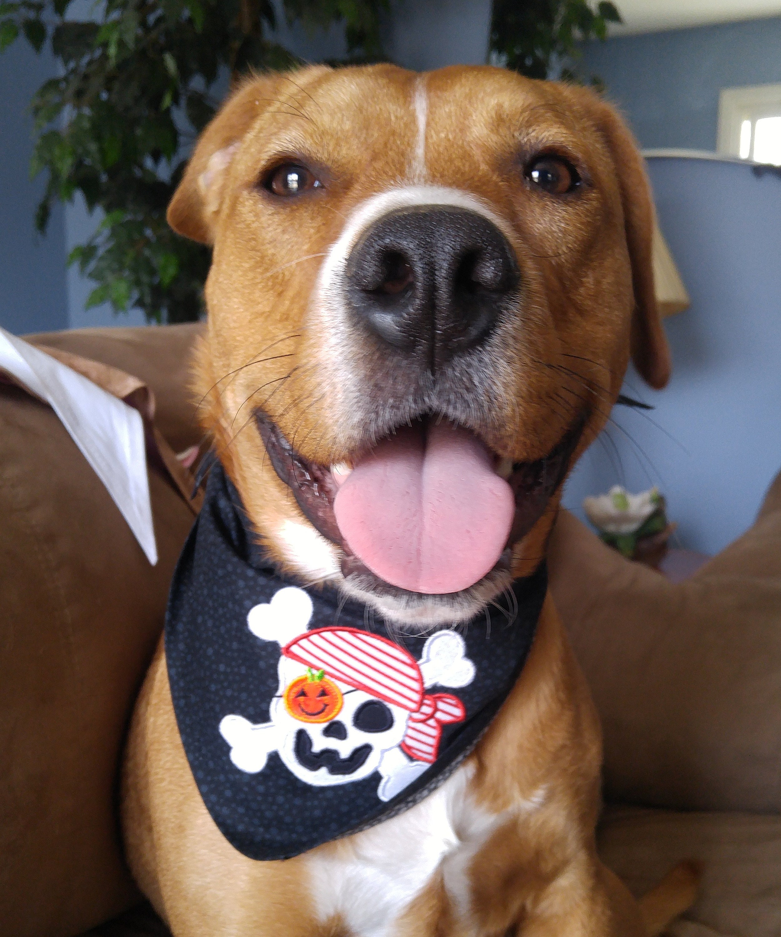 Dog bandanas personalized dog bandanas halloween dog etsy nederland