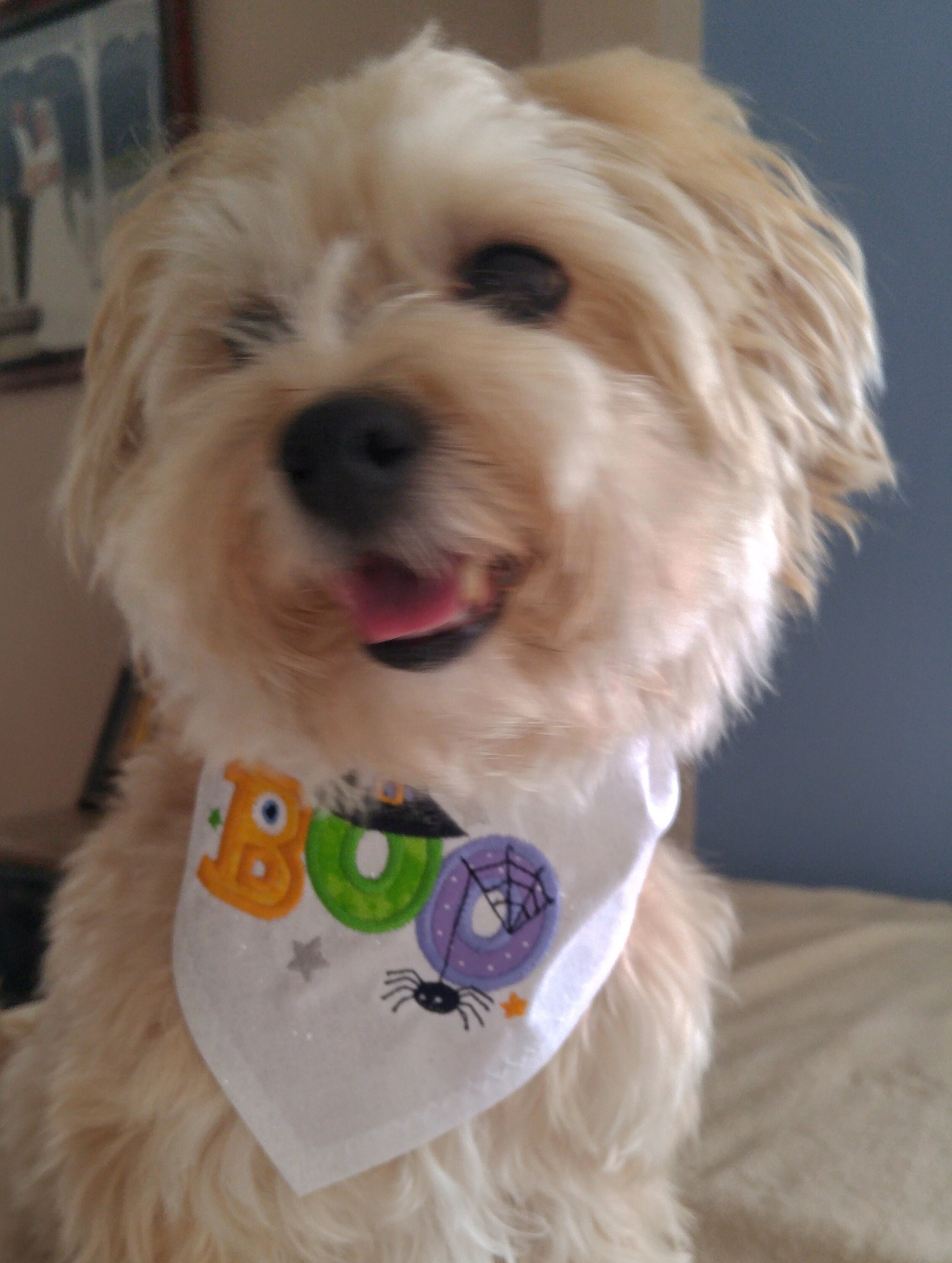 designer puppy clothes