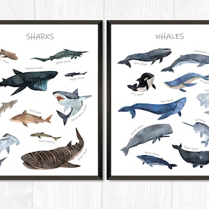 Sharks and Whales Species Print, Set of 2, Watercolor Chart Nursery Art, Whale Shark Printable, Instant Download, Ocean Themed Kids Wall Art