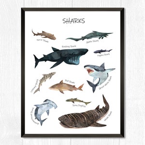 Pôster de tubarão, espécies de tubarão, impressão de tubarão, arte de berçário de gráfico de tubarão, impressão em aquarela, arte de parede com tema de oceano, decoração de berçário de tubarão