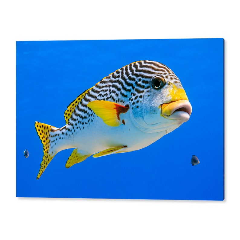 Diagonal banded Sweetlips fish Plectorhinchus lineatus nature underwater acrylic wall art photo print 1173 image 2