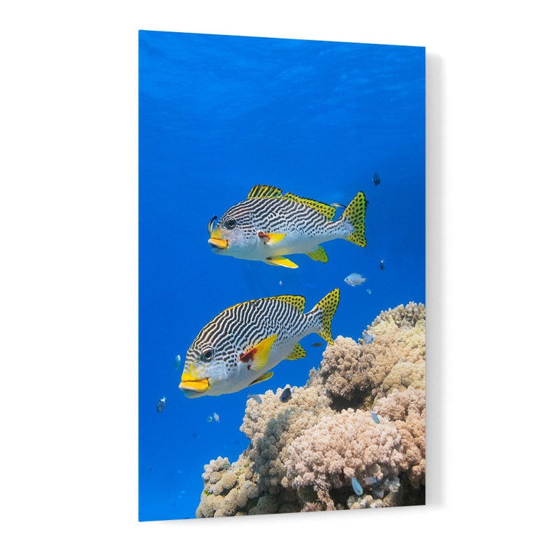 Diagonal banded Sweetlips fish Plectorhinchus lineatus nature underwater acrylic wall art photo print 1183 image 1