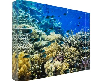 Fish on tropical coral great barrier reef - nature underwater acrylic block photography print 0911