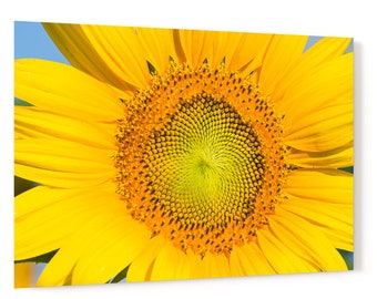 Flowering sunflower in summer morning sun - rural agricultural countryside acrylic wall art photo print 3414