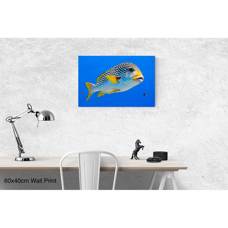 Diagonal banded Sweetlips fish Plectorhinchus lineatus nature underwater acrylic wall art photo print 1173 image 7