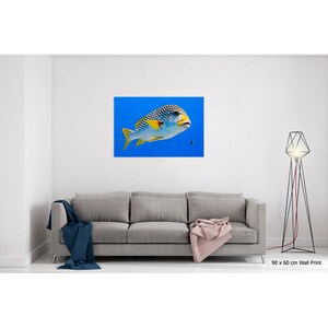 Diagonal banded Sweetlips fish Plectorhinchus lineatus nature underwater acrylic wall art photo print 1173 image 6