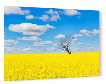 tree without leaves in field of canola with blue sky - rural agricultural countryside landscape acrylic wall art photo print 3774