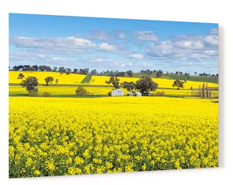 Barn and silos in a field flowering canola crop - rural agricultural countryside landscape acrylic wall art photo print 2097