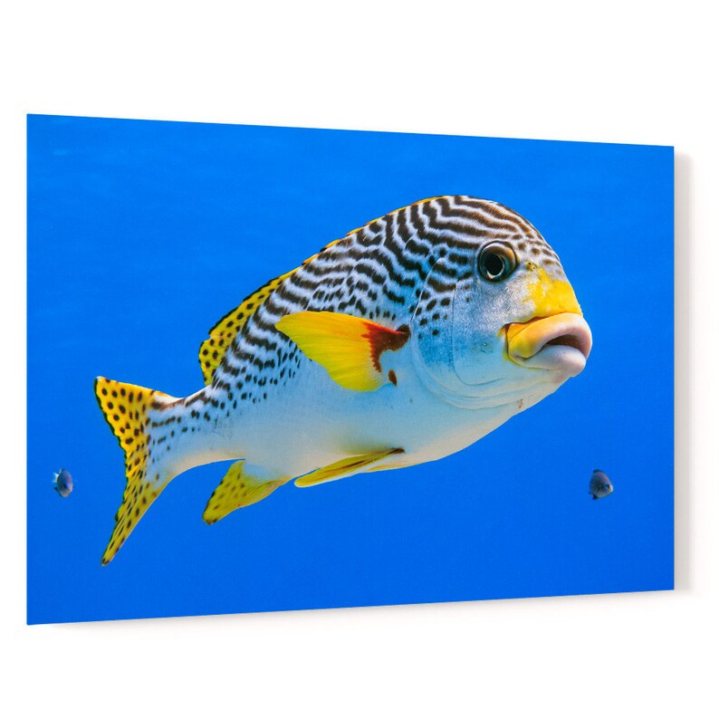 Diagonal banded Sweetlips fish Plectorhinchus lineatus nature underwater acrylic wall art photo print 1173 image 1