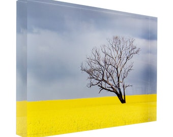 Tree without leaves in canola crop during storm - rural countryside agricultural acrylic block photography print 3742