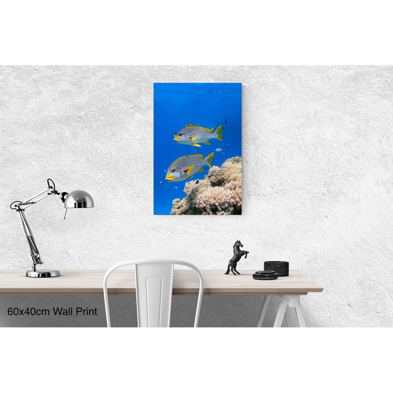 Diagonal banded Sweetlips fish Plectorhinchus lineatus nature underwater acrylic wall art photo print 1183 image 7