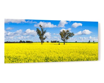 Trees in a field of flowering canola crop - rural agricultural countryside landscape acrylic wall art photo print 3569