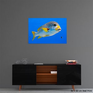 Diagonal banded Sweetlips fish Plectorhinchus lineatus nature underwater acrylic wall art photo print 1173 image 5