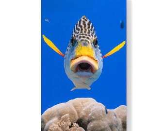 Diagonal banded Sweetlips fish - Plectorhinchus lineatus  - nature underwater acrylic wall art photo print 1182