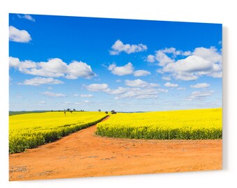 Canola field and dirt track under blue sky - rural agricultural countryside landscape acrylic wall art photo print 3682