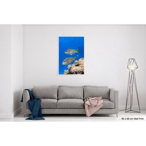 Diagonal banded Sweetlips fish Plectorhinchus lineatus nature underwater acrylic wall art photo print 1183 image 6