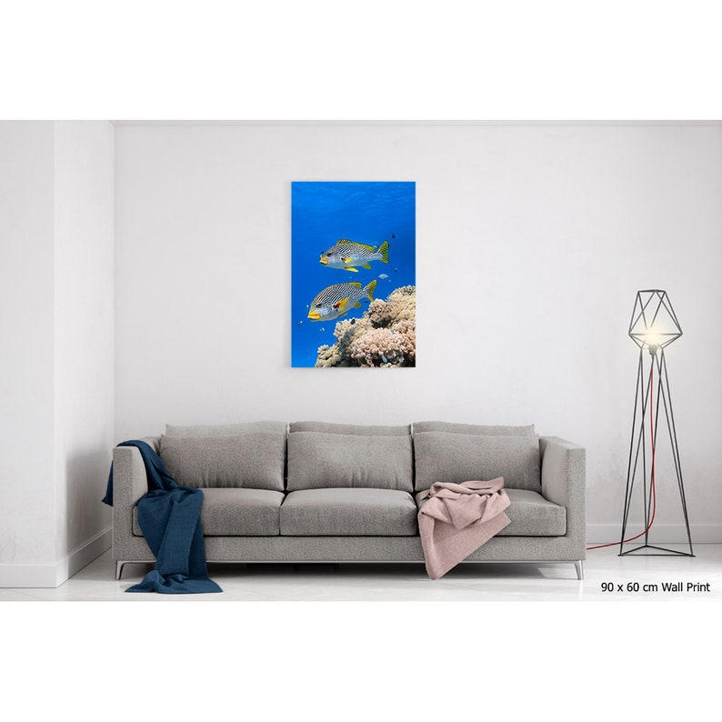Diagonal banded Sweetlips fish Plectorhinchus lineatus nature underwater acrylic wall art photo print 1183 image 6