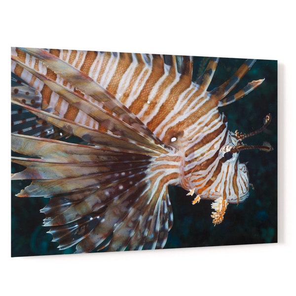 Volitans lionfish or Red Firefish Pterois Volitans underwater acrylic wall art photo print 1090