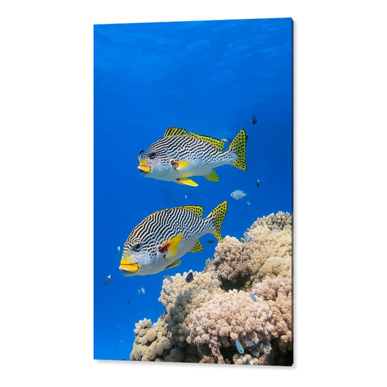 Diagonal banded Sweetlips fish Plectorhinchus lineatus nature underwater acrylic wall art photo print 1183 image 2