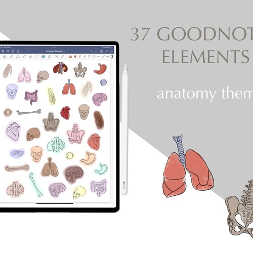 Goodnotes Anatomy Sticker Pack Nursing Stickers Digital Etsy