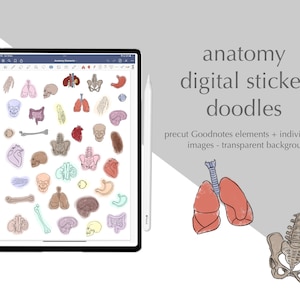 Naklejki cyfrowe | Goodnotes Elements | Anatomia | Medycyna | Biologia | png - przezroczyste tło