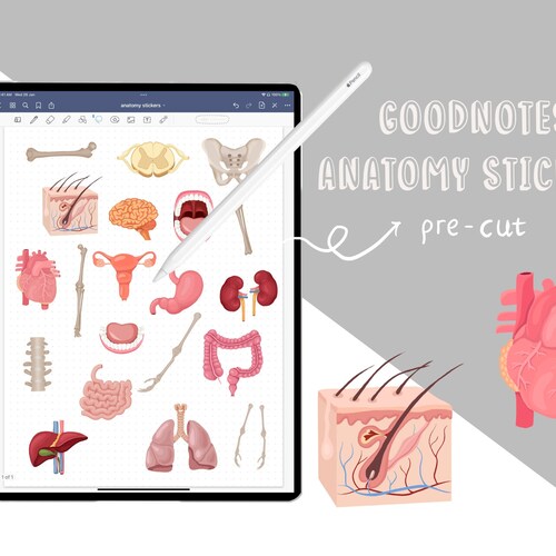 Human Anatomy Digital Stickers Goodnotes Stickers Digital Etsy