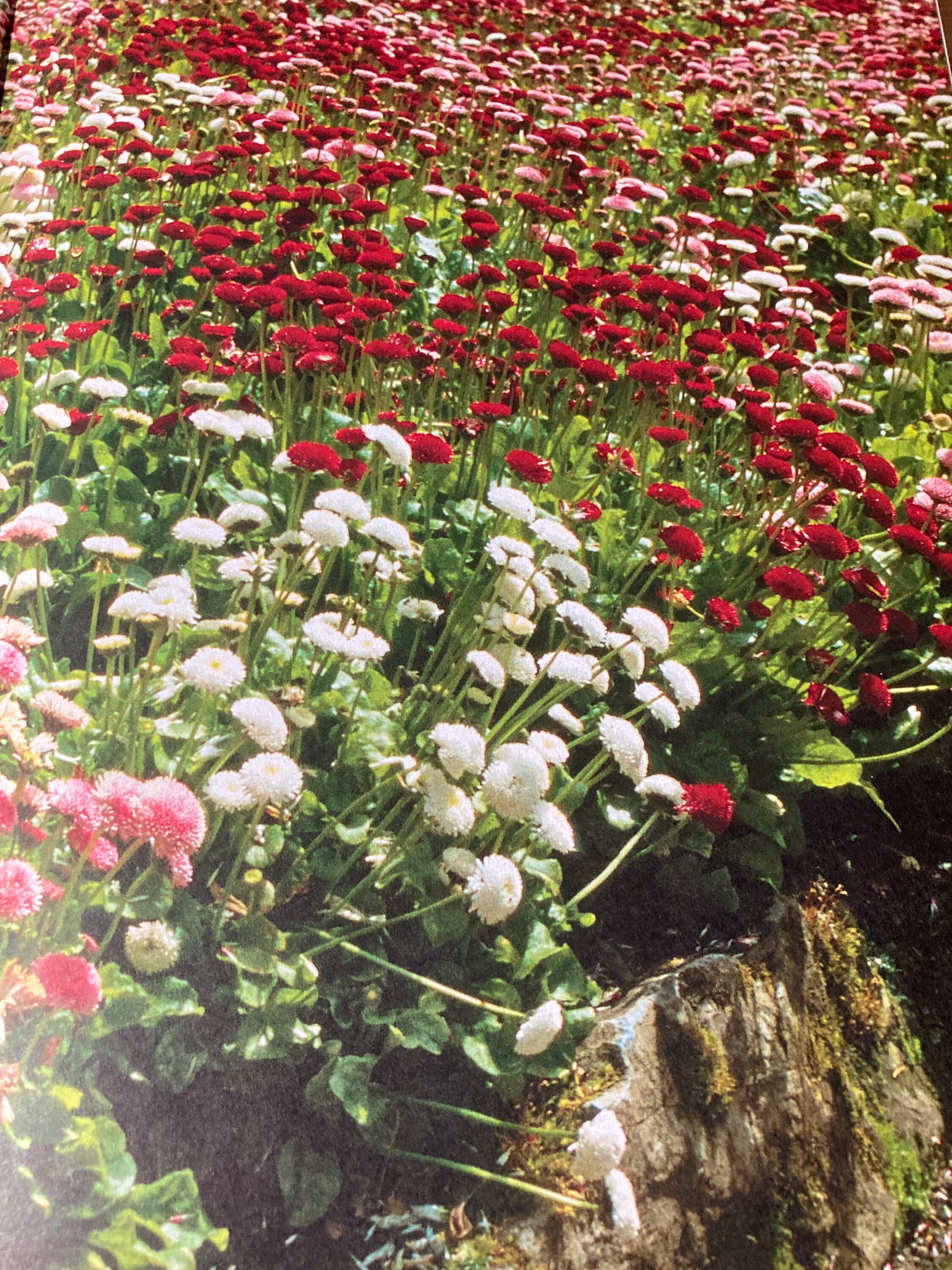 Readers Digest Flower Gardening Guide to Creating Colorful | Etsy