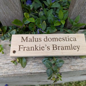 May include: A light brown wooden sign with the engraved text "Malus domestica Frankie's Bramley". The sign has a small hole on the left side. The sign is surrounded by green leaves and rests on a wooden surface, likely a garden feature.