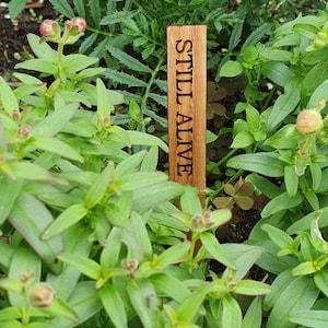 12er Set gravierte Eichen Pflanzen Schilder in einer Jutebeutel Tasche