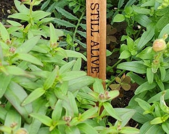 Ensemble de 12 panneaux amusants en forme de plante de chêne