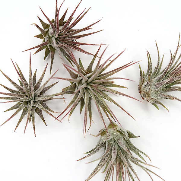 Five Small Air Plants Tillandsia Ionantha, Air Plant Decor, Air Plant Display, Air Plant DIY, Air Plant Display, Air Plants Bulk