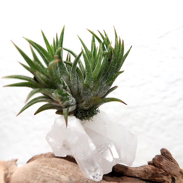 Air Plant Holder Desk Etsy