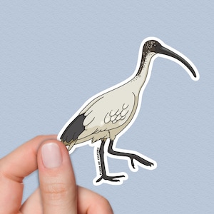 White Ibis Stickers, Australian Bin Chicken, Native Australian Birds, Gifts from Australia