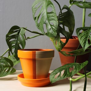 Puede incluir: Una maceta de terracota de dos tonos con un platillo a juego, que contiene una planta de queso suizo. La maceta está dividida verticalmente, con un lado naranja y el otro verde oliva. La planta tiene hojas grandes, verdes y perforadas.