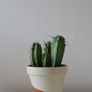 Hand Painted Terracotta Plant Pot: Customizable with Drainage