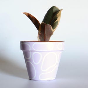 May include: A small potted plant with a rubber plant. The pot is lavender with a white pattern. The rubber plant has dark green, cream, and burgundy leaves. The pot is approximately 10 cm tall.