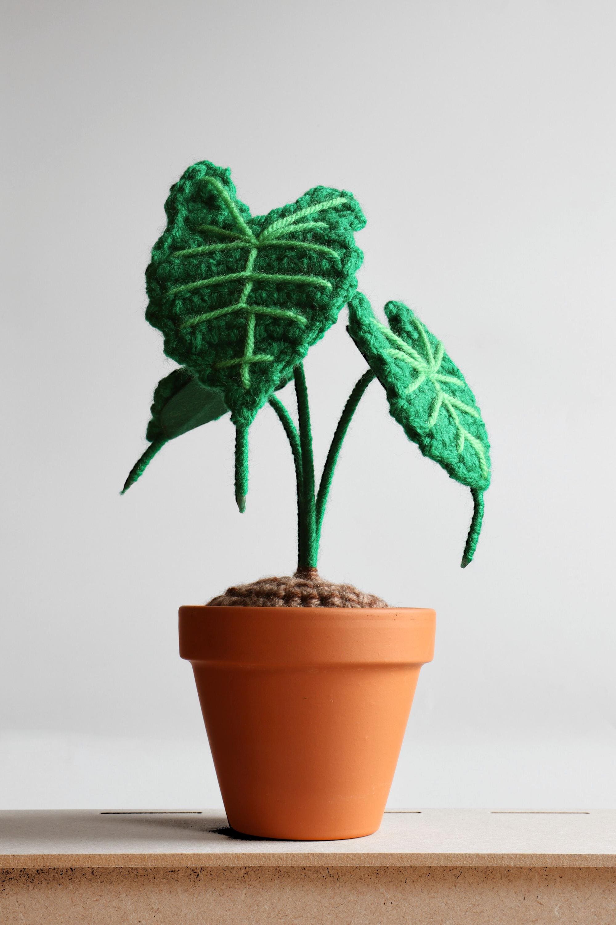 Alocasia stingray - Etsy 日本