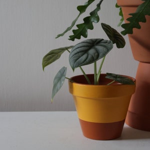 Puede incluir: Una pequeña planta en maceta con hojas grandes, texturizadas, de color gris verdoso. La maceta está pintada con una banda amarilla y una base marrón. Otra maceta de terracota es parcialmente visible en el fondo. La planta está sobre una superficie blanca.