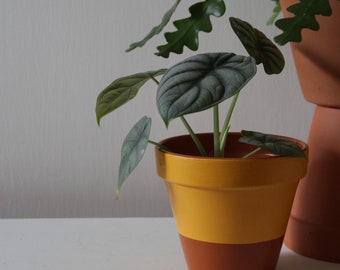 Hand painted terracotta plant pot for houseplants | Customisable pot with drainage and saucers to match | Great plant gift idea