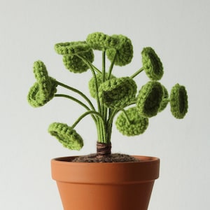 Crochet Chinese money plant - Great plant gift idea- Crochet plant in terracotta pot