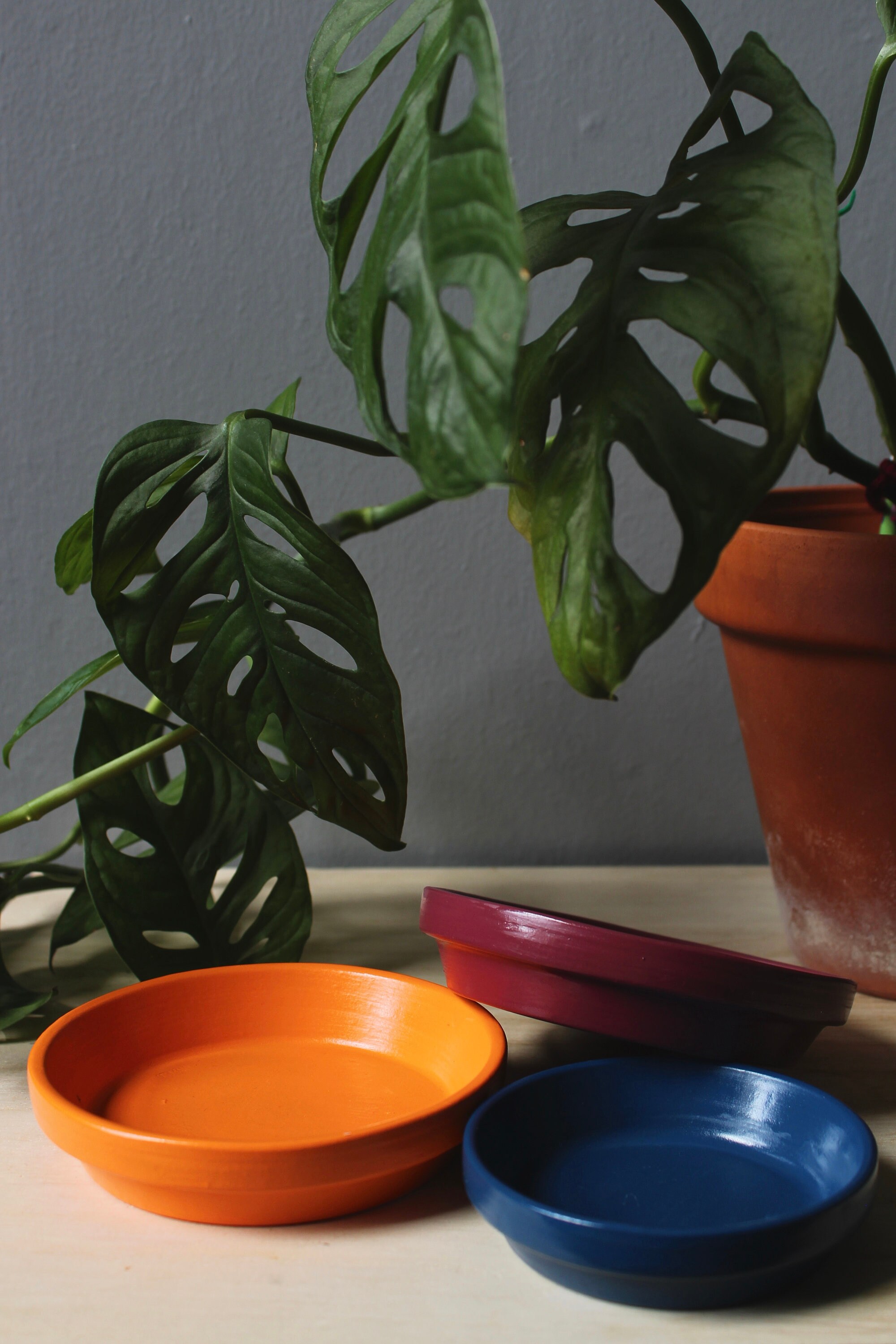 Plant Pot Saucer Hand Painted and Available in Multiple Sizes Etsy