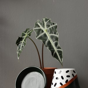 Hand painted terracotta plant pot for houseplants Customisable pot with drainage and saucers to match Great plant gift idea image 9