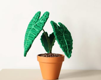 Virkad Alocasia Zebrina-växt i terrakottakruka: Sällsynt krukväxtpresent