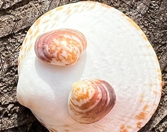 Shell earrings stainless steel, earrings with shells, earrings made of stainless steel and shells