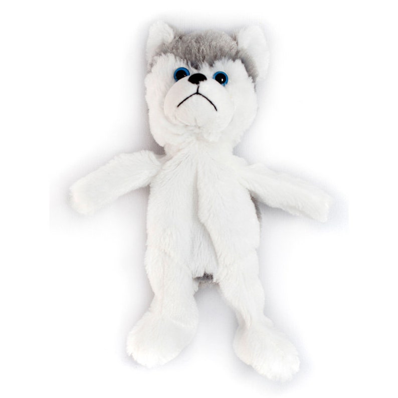 husky dog teddy